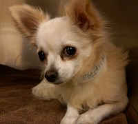 Chihuahua ready for adoption